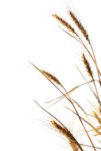 Wheat
