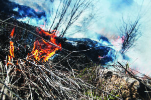 Fire burning at field and forest. Fire damage