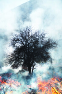 Fire burning at field and forest