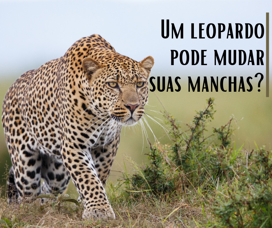 Um leopardo pode mudar suas manchas_