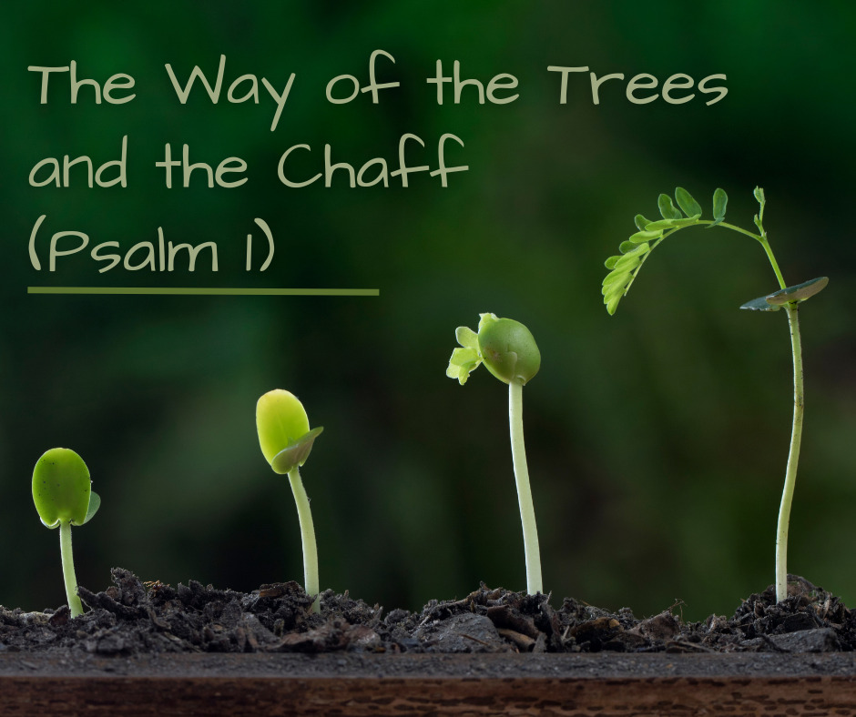 The Way of the Trees and the Chaff (Psalm 1)