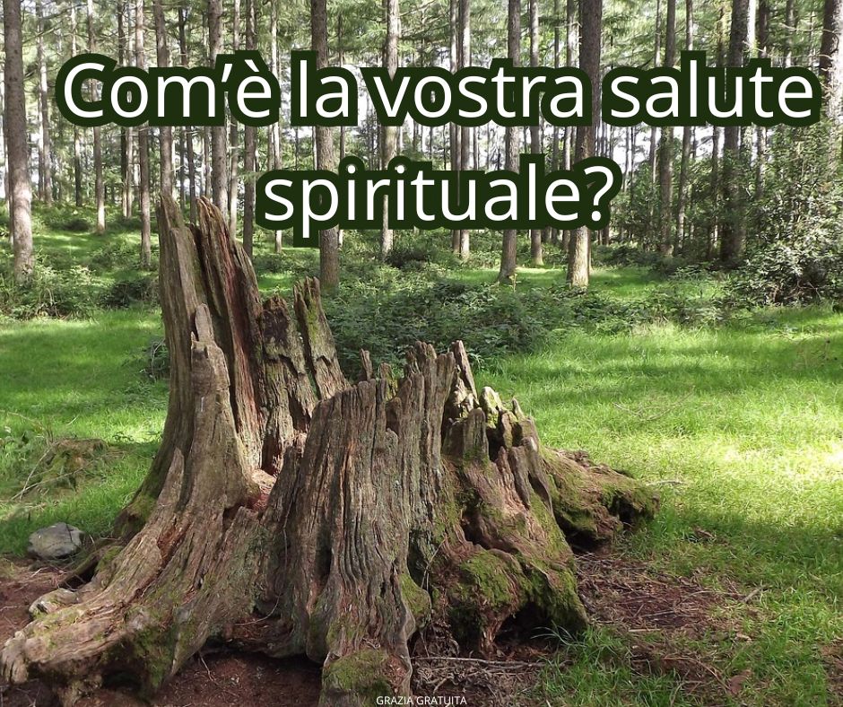 Un bellissimo albero caduto