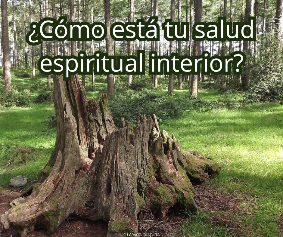 Un hermoso árbol caído
