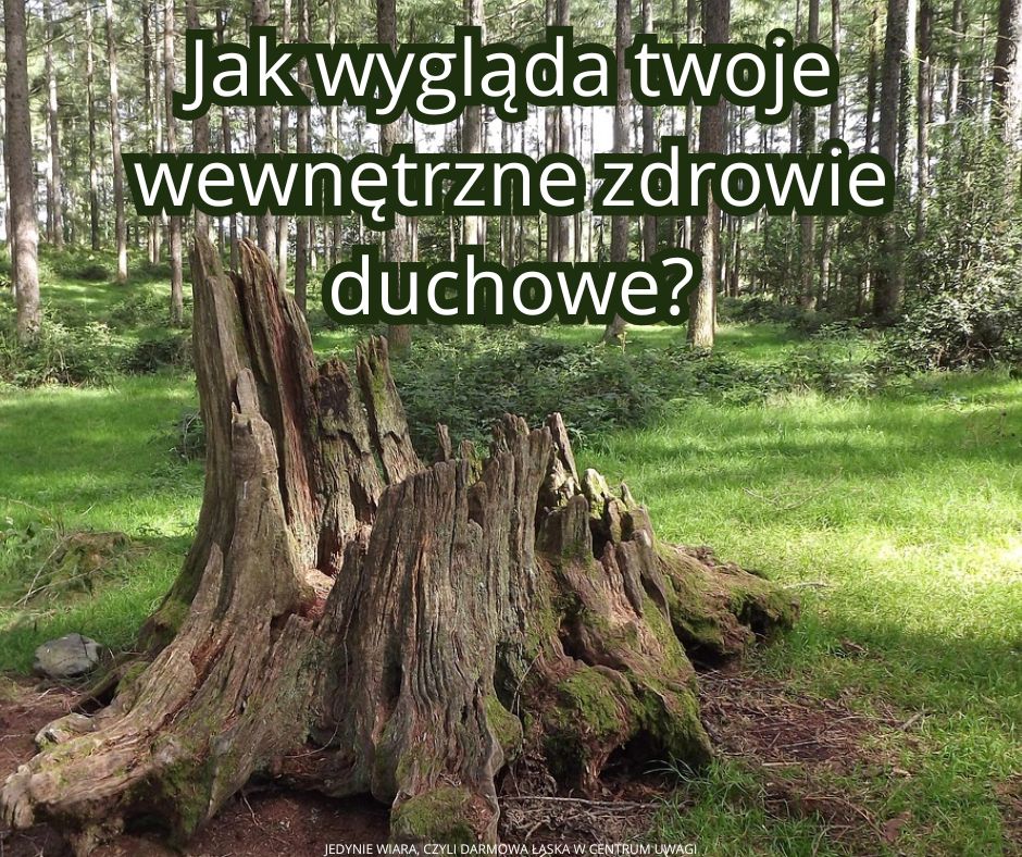 Przewrócone piękne drzewo