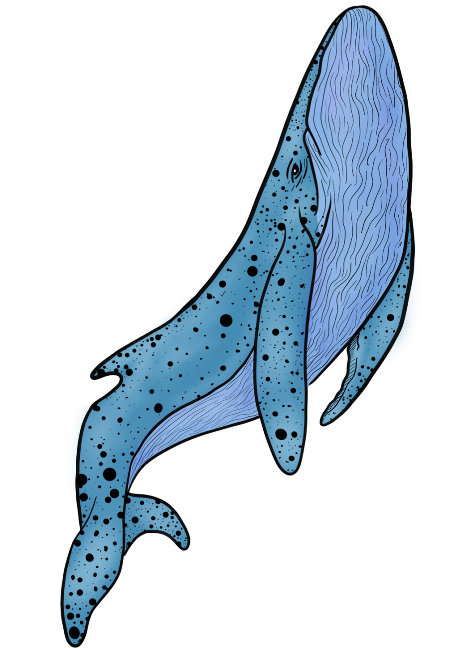 Blue Whale